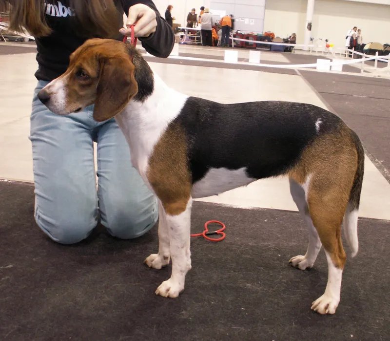 Estonian Hound - Scent Hound breed known for being Active and Affectionate