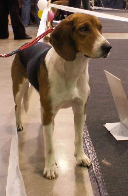 Estonian Hound photo thumbnail 2