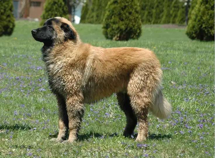 Estrela Mountain Dog photo thumbnail 1