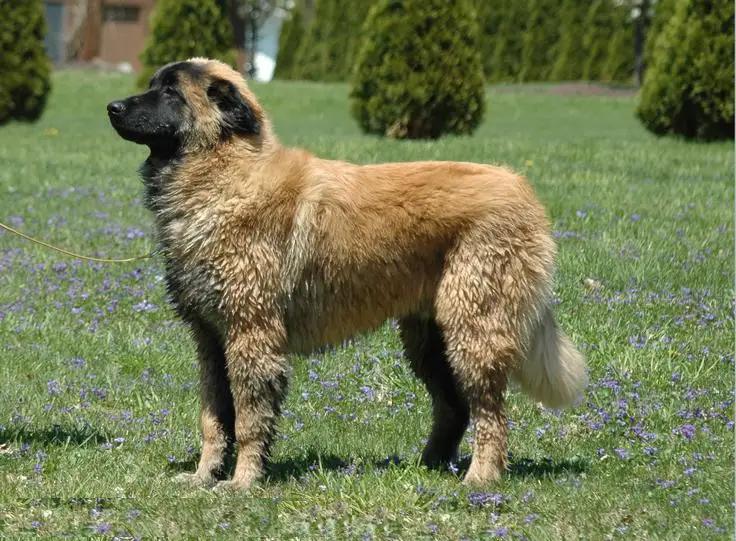 Estrela Mountain Dog, a 87% match to Black Russian Terrier