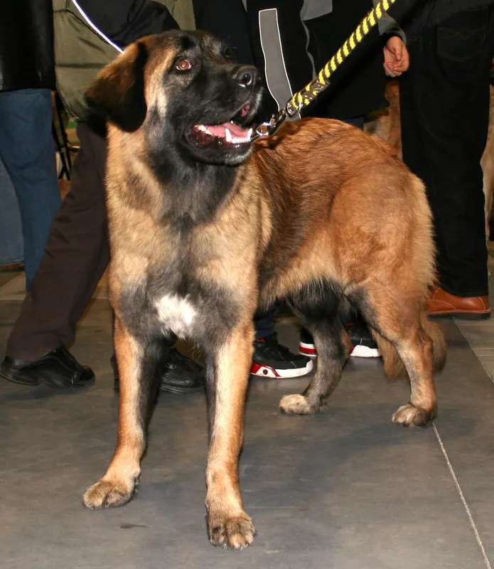 Estrela Mountain Dog photo thumbnail 3
