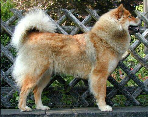 Eurasier photo thumbnail 1