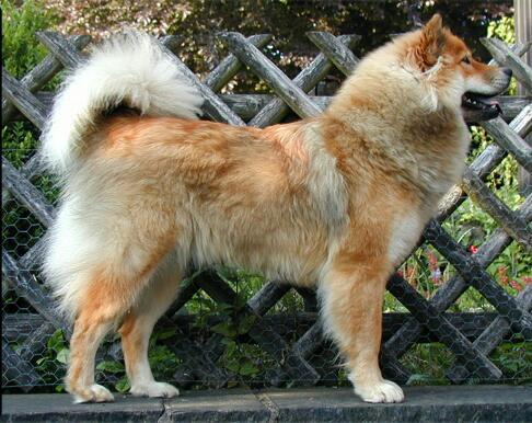 Eurasier, a 86% match to Chinook