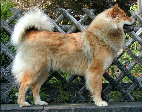 Eurasier - Working breed known for being Affectionate and Calm