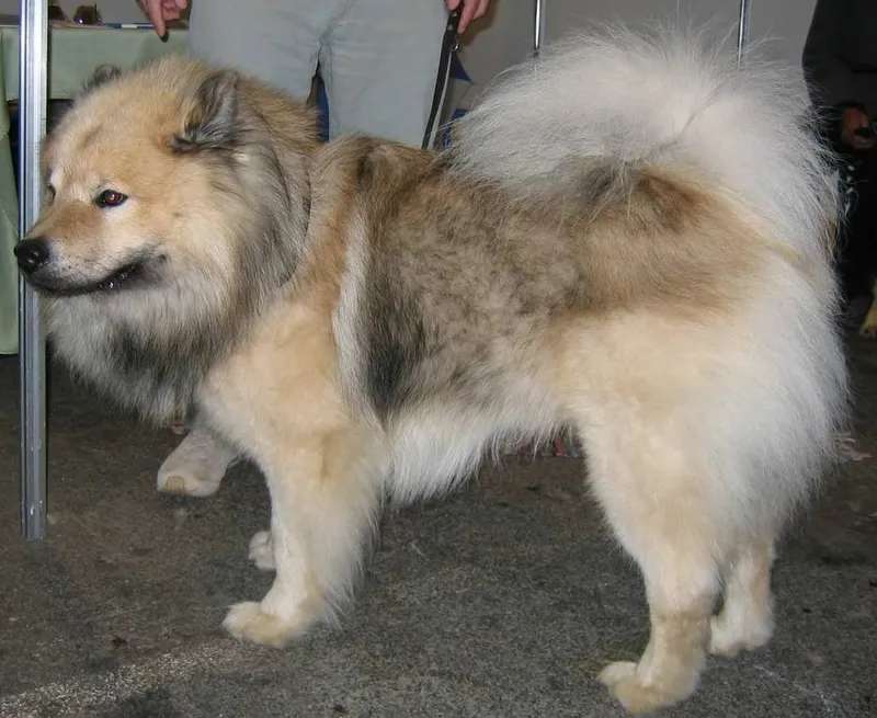 Eurasier photo thumbnail 3