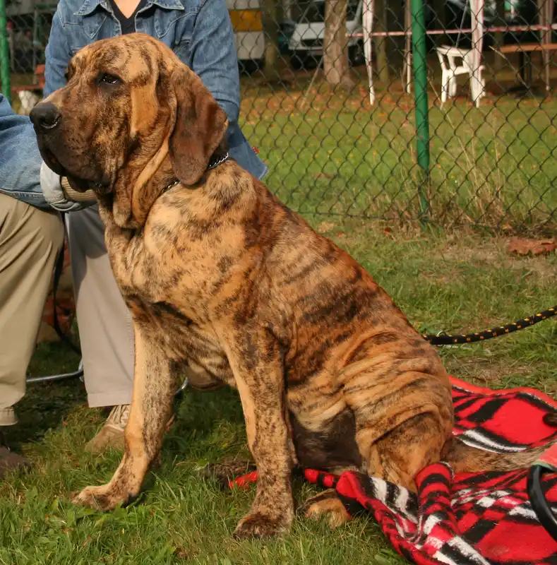Fila Brasileiro, a 87% match to Georgian Shepherd