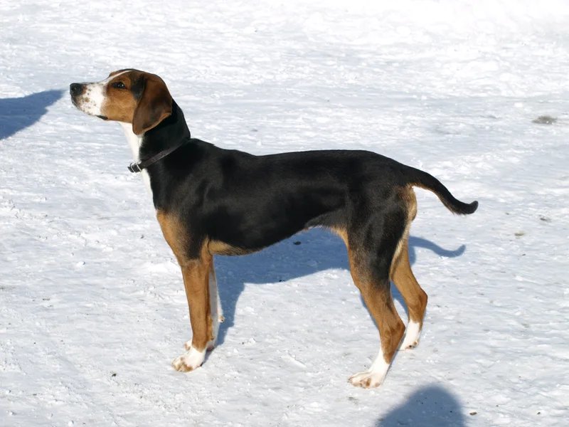Finnish Hound - Hound breed known for being Affectionate and Calm