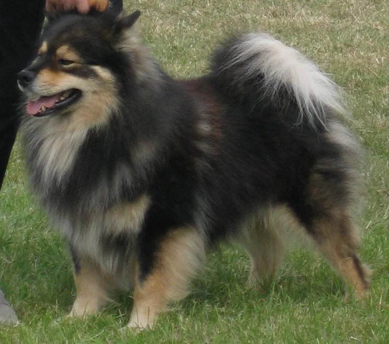 Finnish Lapphund - Herding breed known for being Alert and Friendly