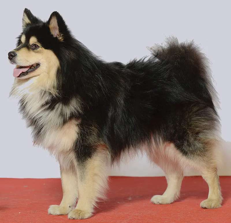 Finnish Lapphund photo thumbnail 2