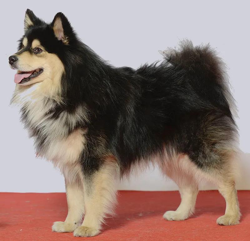 Finnish Lapphund, a 88% match to Smooth Collie