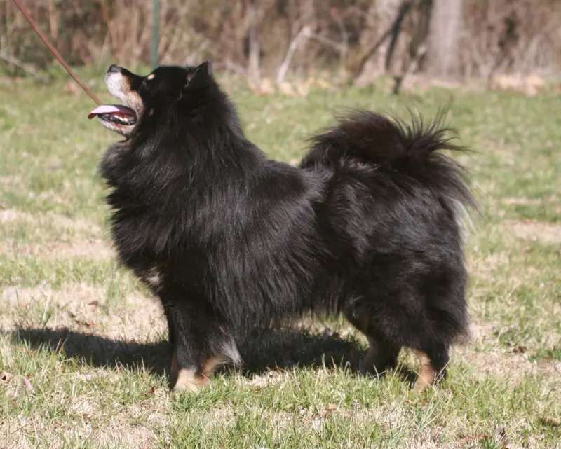 Finnish Lapphund photo thumbnail 3
