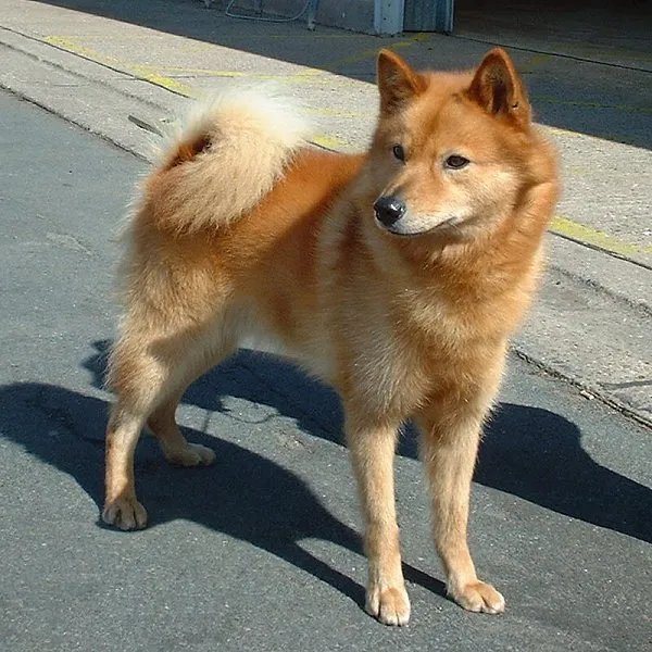 Finnish Spitz - Non-Sporting breed known for being Active and Alert