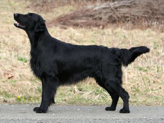 Flat-coated Retriever photo thumbnail 1