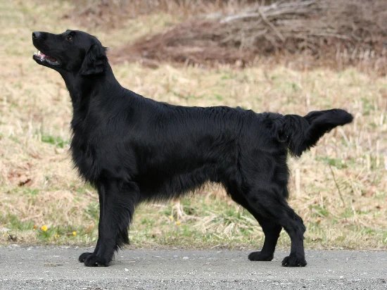 Flat-coated Retriever - Sporting breed known for being Devoted and Intelligent