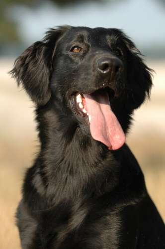 Flat-coated Retriever photo thumbnail 3