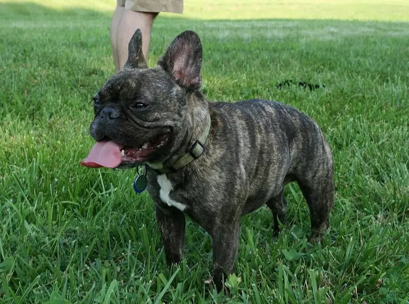 French Bulldog - Non-Sporting breed known for being Adaptable and Affectionate