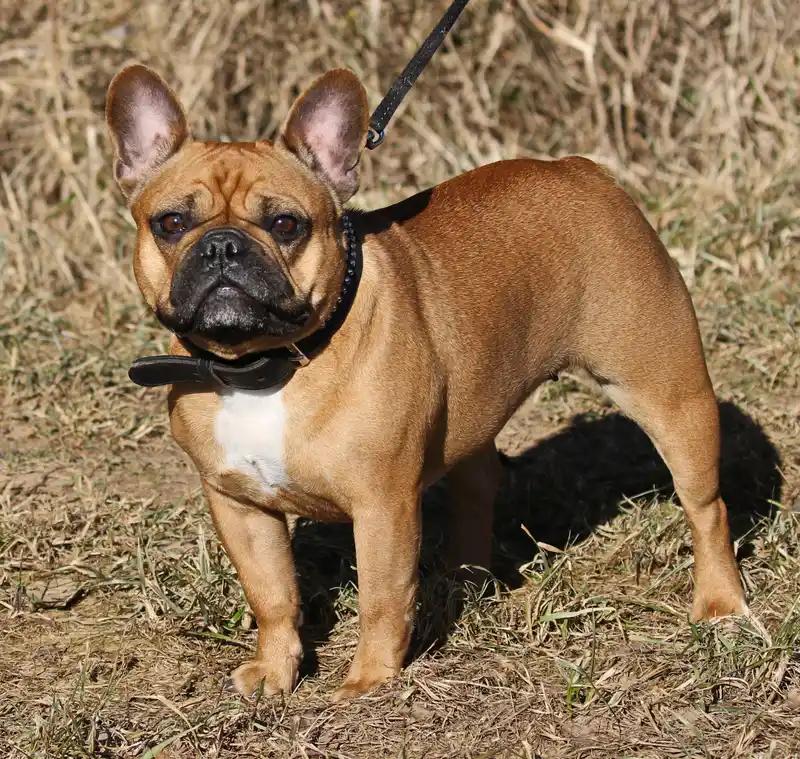 French Bulldog - Non-Sporting breed, Adaptable and Affectionate