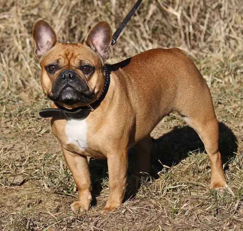 French Bulldog - The French Bulldog is a small, affectionate breed known for its distinctive bat ears and playful personality. Ideal for families and apartment living, they require minimal exercise and grooming.