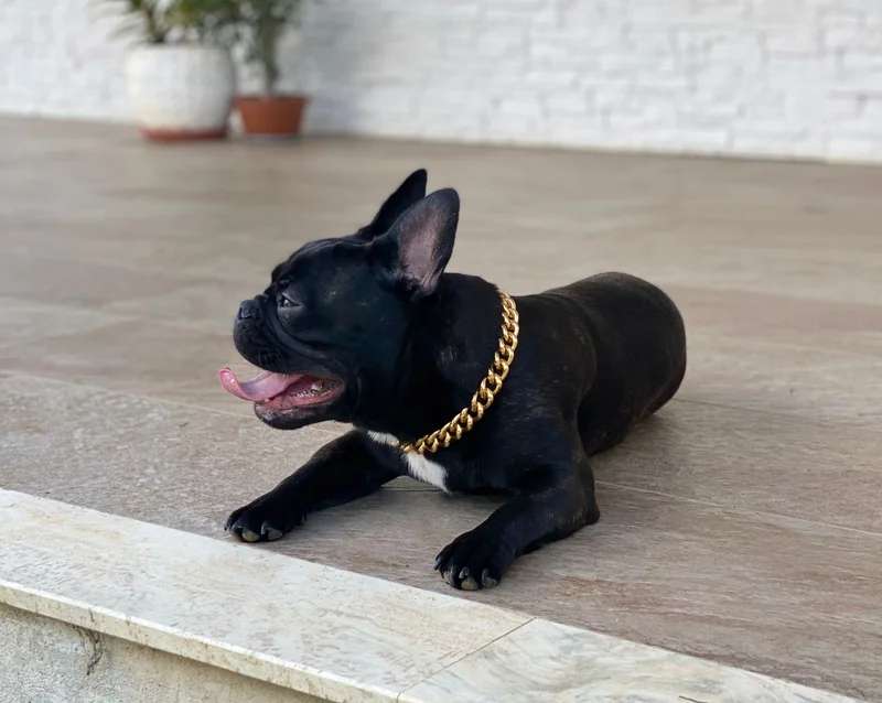 French Bulldog photo thumbnail 6