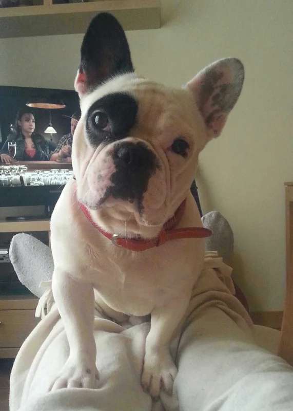 French Bulldog photo thumbnail 7