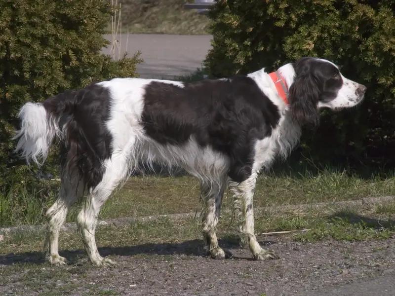 French Spaniel, a 86% match to Golden Retriever