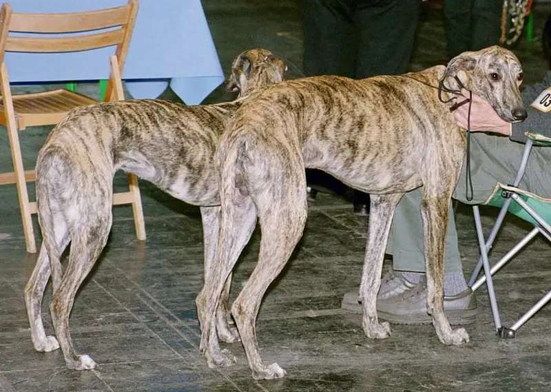 Galgo Español photo thumbnail 1