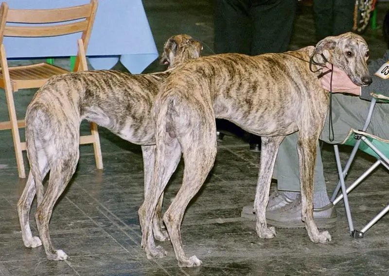 Galgo Español - Sighthound breed, Affectionate and Calm