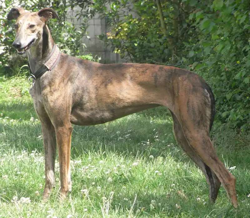 Galgo Español photo thumbnail 4