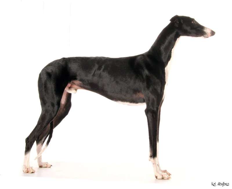 Galgo Español photo thumbnail 5
