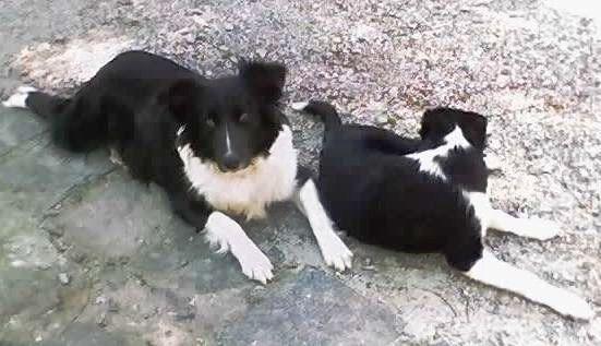 Gaucho Sheepdog, a 92% match to Greek Shepherd