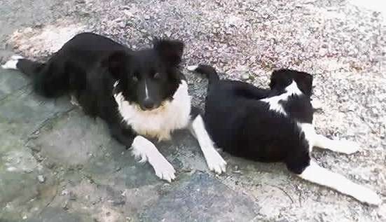 Gaucho Sheepdog - Herding breed known for being Affectionate and Energetic