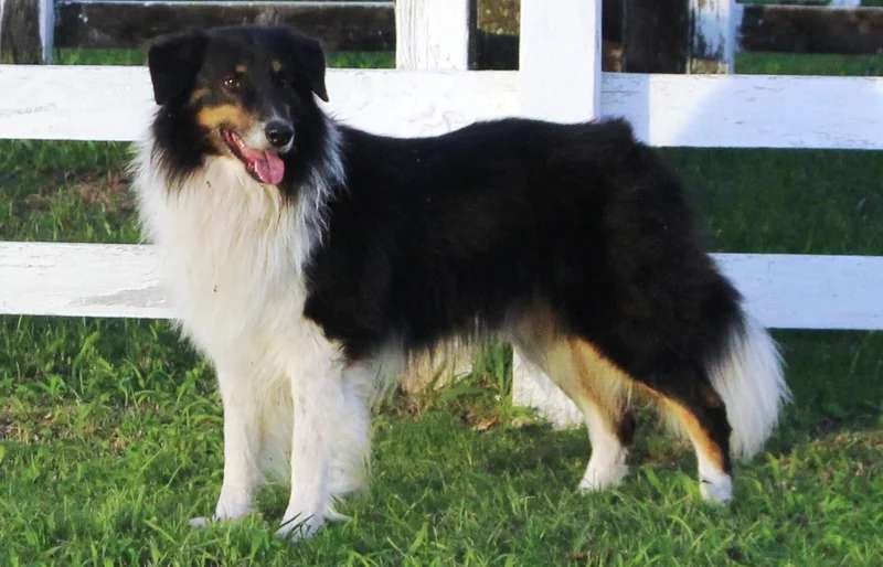 Gaucho Sheepdog photo thumbnail 2