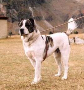 Georgian Shepherd - Molosser breed known for being Assertive and Brave