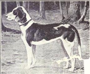 German Hound - Hound breed known for being Affectionate and Energetic