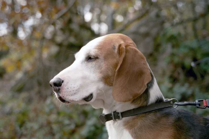 German Hound photo thumbnail 2