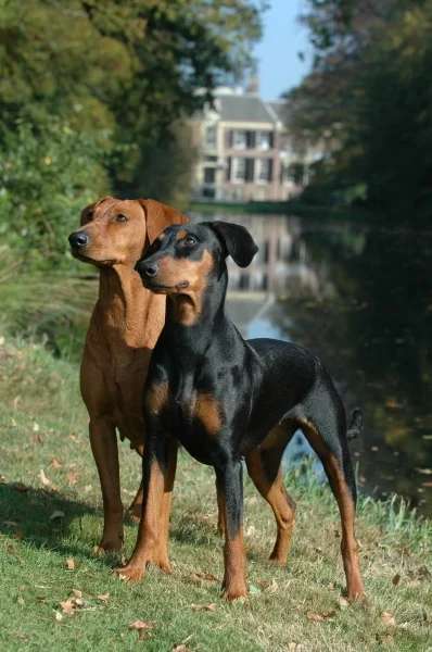 German Pinscher photo thumbnail 1