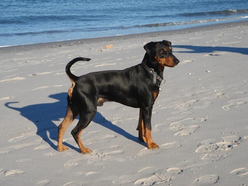 German Pinscher, a 87% match to Dogo Argentino