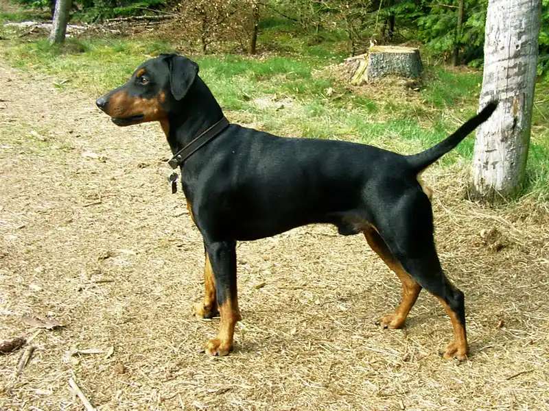German Pinscher photo thumbnail 3