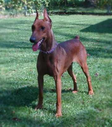 German Pinscher photo thumbnail 4