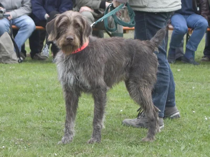 German Roughhaired Pointer, a 91% match to German Longhaired Pointer