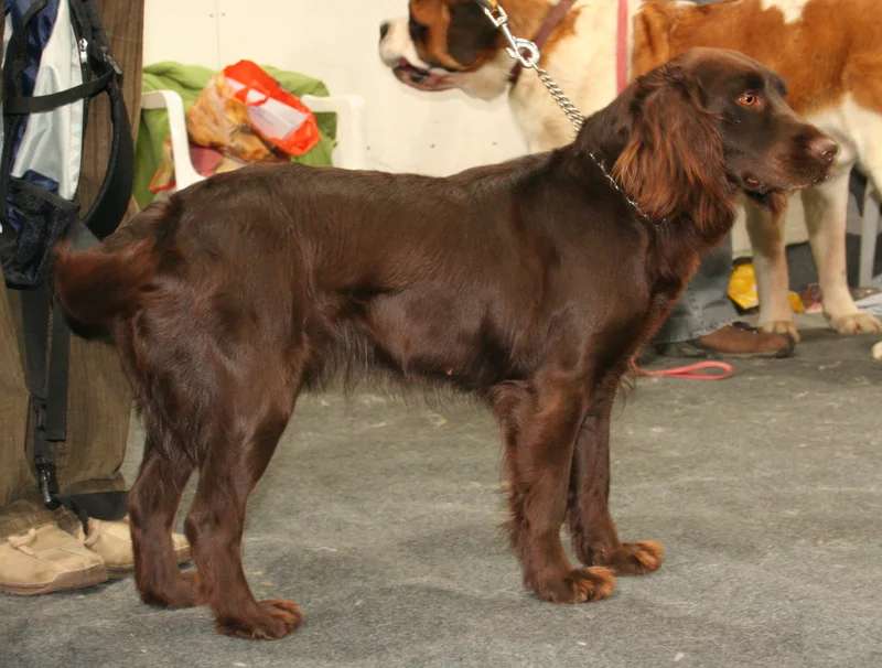 German Spaniel photo thumbnail 3
