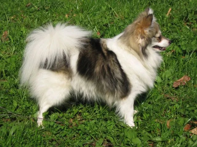 German Spitz - Utility breed known for being Affectionate and Alert