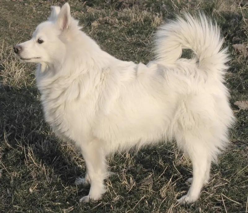 German Spitz, a 89% match to Kintamani