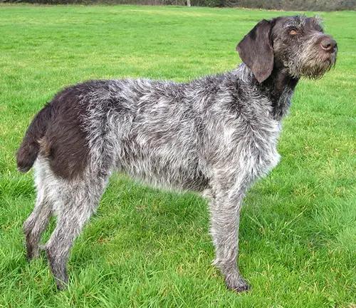 German Wirehaired Pointer, a 84% match to Weimaraner