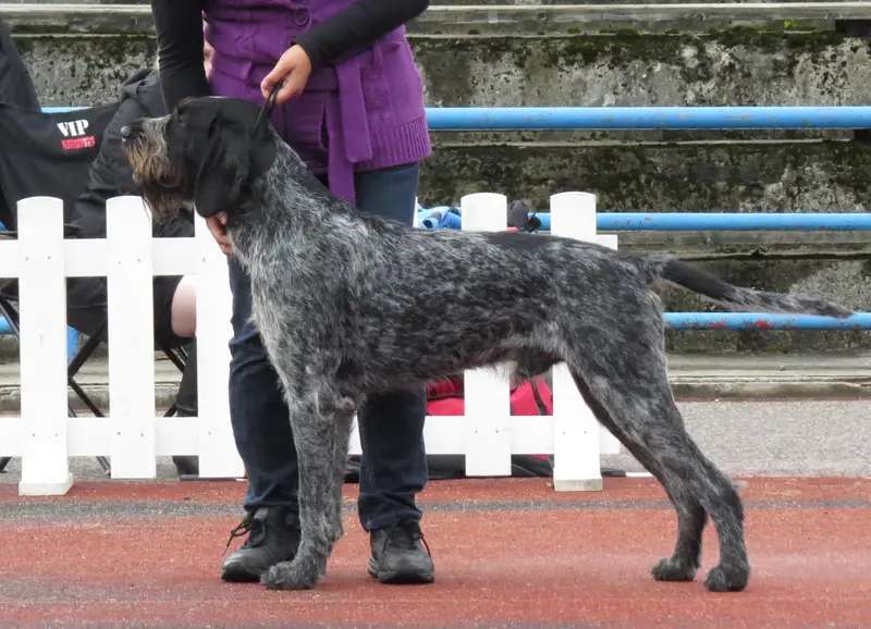 German Wirehaired Pointer photo thumbnail 2