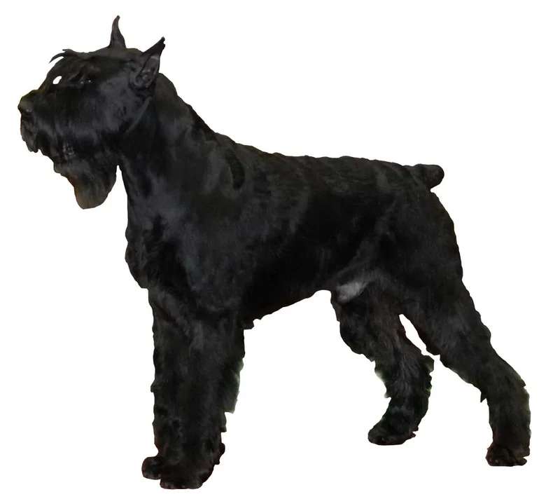 Giant Schnauzer photo thumbnail 2