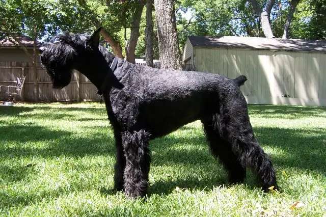 Giant Schnauzer photo thumbnail 3