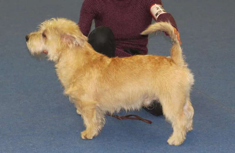 Glen of Imaal Terrier photo thumbnail 2