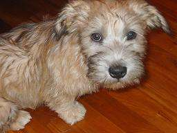 Glen of Imaal Terrier photo thumbnail 4