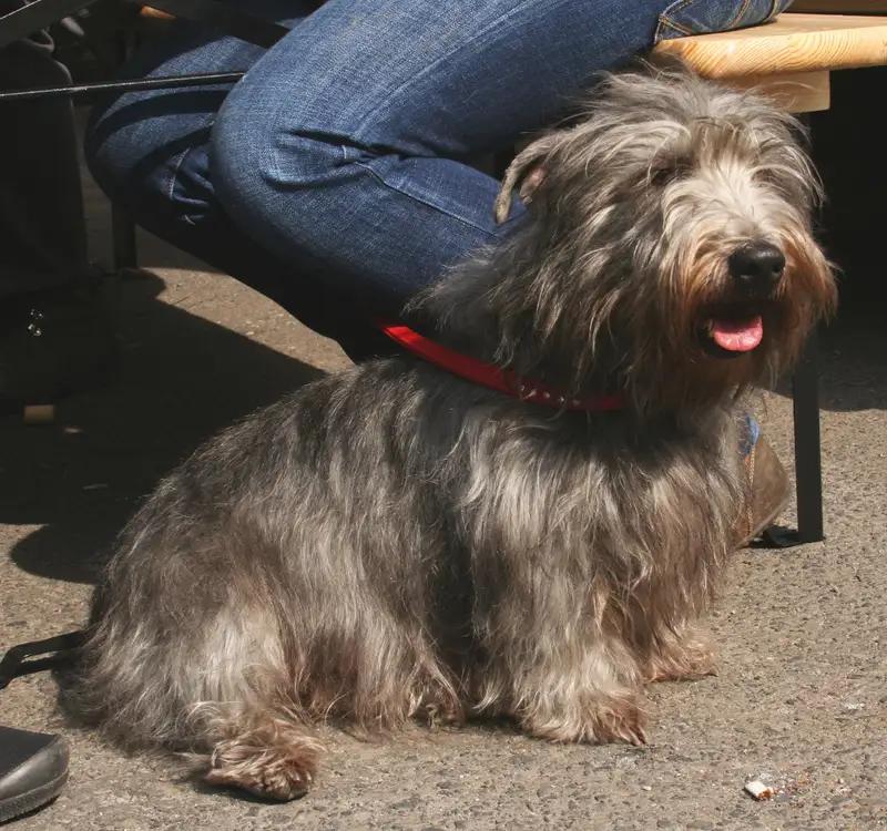 Glen of Imaal Terrier, a 87% match to Corsican Dog